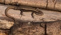 A small brown lizard sits on a thin log. Royalty Free Stock Photo