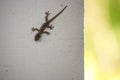 Small brown lizard on white wall. Wildlife concept. Lizard closeup. Reptile concept. Royalty Free Stock Photo