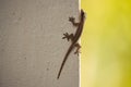 Small brown lizard on white wall. Wildlife concept. Lizard closeup. Reptile concept. Royalty Free Stock Photo