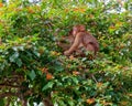 Small brown Macaque monkeys on the firebushes playing with leaves