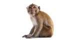 A small brown monkey sits calmly, facing forward on a bright isolated white background, showing its natural curiosity Royalty Free Stock Photo