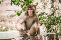 A small brown monkey sits on a stone wall in asia Royalty Free Stock Photo