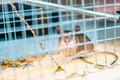Small Brown Mouse Captured in a Live Trap Outdoors in Afternoon Light Royalty Free Stock Photo