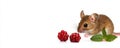 small brown mouse sniffs two ripe raspberries on a white surface with green leaves. Royalty Free Stock Photo