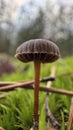 Small, brown muchroom in forest Royalty Free Stock Photo
