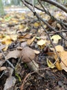 A small brown mushroom on the ground in the woods Royalty Free Stock Photo