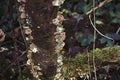 Small Brown Mushroom Growing On a Up aTree