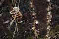 Small Brown Mushroom Growing On a Up aTree