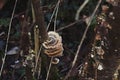 Small Brown Mushroom Growing On a Up aTree