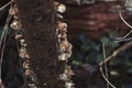 Small Brown Mushroom Growing On a Up a Tree Royalty Free Stock Photo