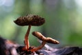 small brown mushroom in the moss