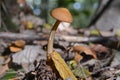 Small brown mushroom tucked in yellow leaves Royalty Free Stock Photo