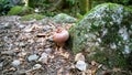 Small brown mushroom in a Vosges forest