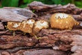 Small brown mushrooms growing from driftwood log - Davie, Florida, USA