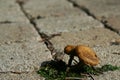 Small brown mushrooms growing on stone pavement Royalty Free Stock Photo