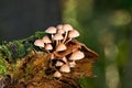 small brown mushrooms on a log with moss Royalty Free Stock Photo