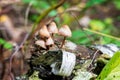 Small brown mycena mushrooms in the forest Royalty Free Stock Photo