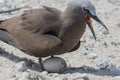 Common Noddy on Michaelmas Cay