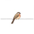 Small Brown and Orange Bird Perched on a Wire Royalty Free Stock Photo