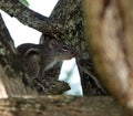 Small brown palm squirrel (Funambulus palmarum) atop a tree branch Royalty Free Stock Photo