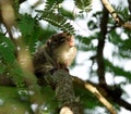 Small brown palm squirrel (Funambulus palmarum) atop a tree branch Royalty Free Stock Photo