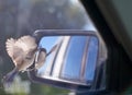 Bird in the Rear-view Mirror