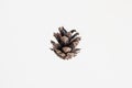 Small brown pine tree cone isolated on white close up macro shot Royalty Free Stock Photo