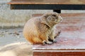 Small Brown Prairie Dog Sitting on the Wooden Table Royalty Free Stock Photo