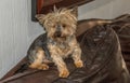 Small brown puppy sits on a couch