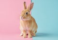 A small, brown rabbit is centered on a split pink and blue background. The rabbit has Royalty Free Stock Photo