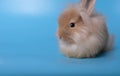 Small brown rabbit isolated on a blue background