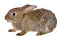 Small brown rabbit isolated on white