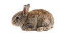 Small brown rabbit, side view, on white