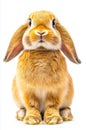 A small brown rabbit sitting on a white background Royalty Free Stock Photo