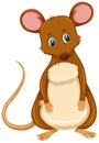 Small brown rat white background Royalty Free Stock Photo