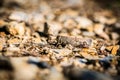 Small brown and red locust, Calliptamus italicus Royalty Free Stock Photo