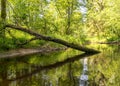 A small brown river, trees fall into the water, low river calm,.summer forest river reflection landscape Royalty Free Stock Photo