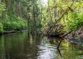 A small brown river, trees fall into the water, low river calm,.summer forest river reflection landscape Royalty Free Stock Photo