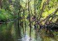 A small brown river, trees fall into the water, low river calm,.summer forest river reflection landscape Royalty Free Stock Photo