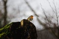 Small brown Robin is perched atop a gnarled, weathered tree stump in a lush forest setting Royalty Free Stock Photo