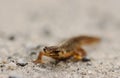 Small brown salamander Royalty Free Stock Photo