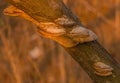 Brown shelf mushrooms on tree branch Royalty Free Stock Photo