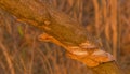 Brown shelf mushrooms on tree branch Royalty Free Stock Photo