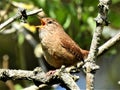 Singing bird sitting on a branch