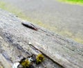 Small Brown Slug on a Cedar Post 2 Royalty Free Stock Photo