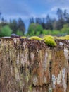 Small Brown Slug on a Cedar Post with Moss 1 Royalty Free Stock Photo