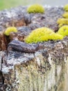 Small Brown Slug on a Cedar Post with Moss 6 Royalty Free Stock Photo