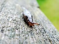 Small Brown Slug on a Cedar Post 9 Royalty Free Stock Photo