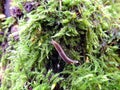 Small brown slug Royalty Free Stock Photo