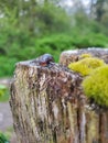 Small Brown Slug on a Cedar Post with Moss 3 Royalty Free Stock Photo